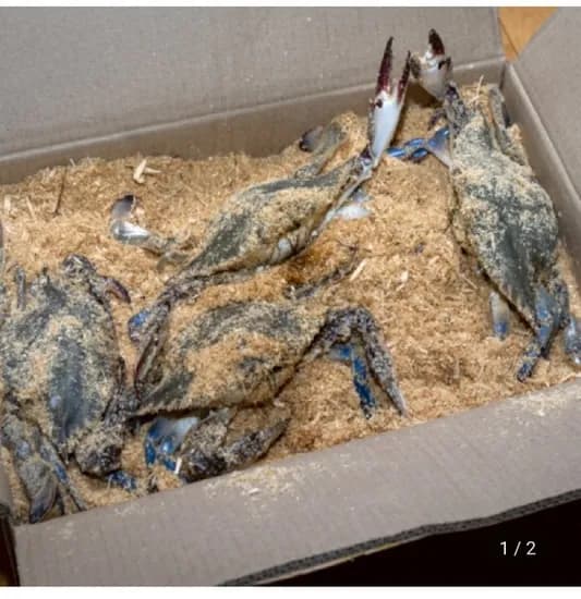 활 톱밥꽃게 3kg 2미 내외