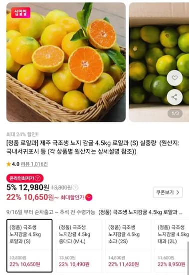 제주 극조생 노지 감귤 로얄과 4.5kg