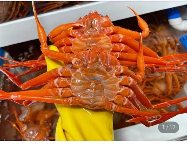 국산 울진 자숙 홍게 4kg