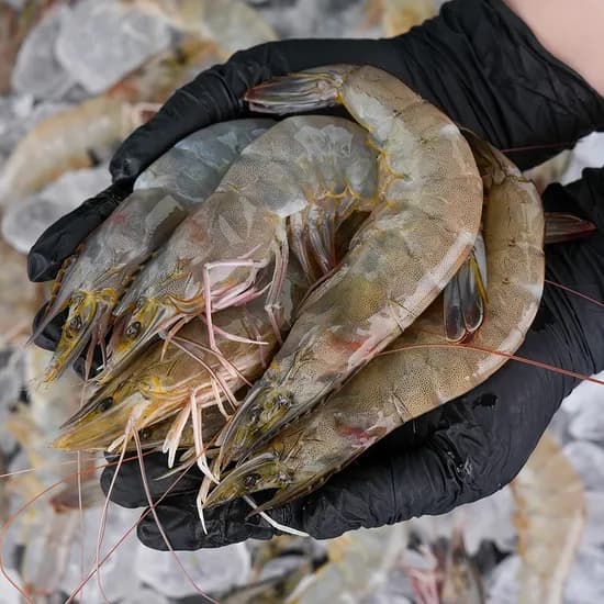 국내산 제철 활 흰다리새우 1kg 38미 내외