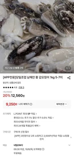 당일조업 남해안 활 갑오징어 1kg 5-7미