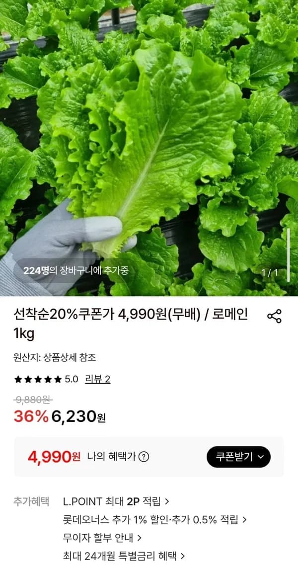 로메인 1kg 4,990원