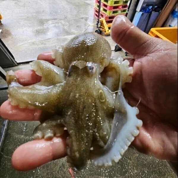 국내산 쭈꾸미 1kg 22,470원