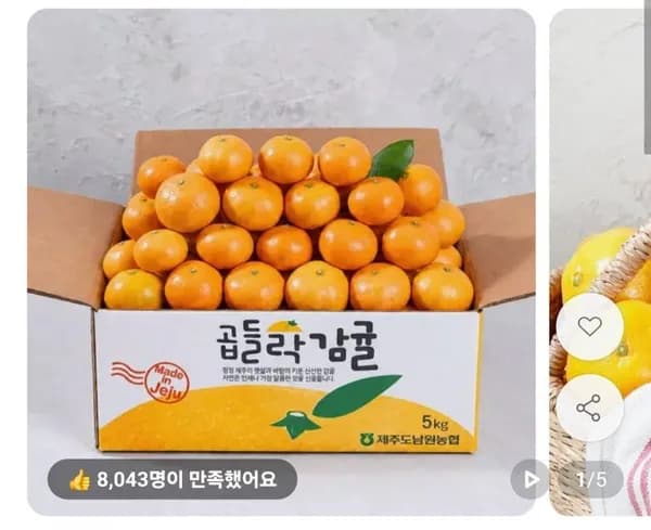 제주 노지 감귤 4.5kg 소과