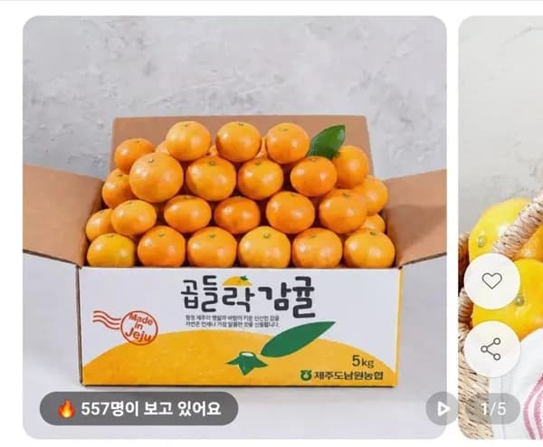 제주 노지 감귤 4.5kg 소과