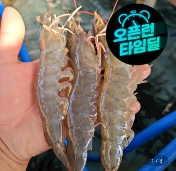 국내산 제철 활 흰다리새우 1kg 대사이즈 (28~32미)