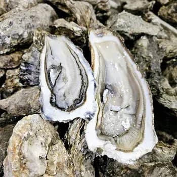 굴 석화 3kg 8548원 5kg 11236원 10kg 18596원