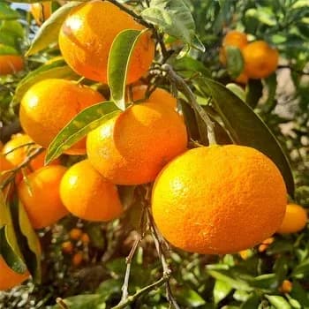 제주감귤 10kg 대과 8479원 4.5kg 로얄과 9905원