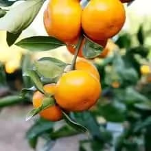 극조생 감귤 4.5kg 로얄과 9,905원 대봉감 5kg 12,423원 생체리 500g 6,729원 설향 500g 8,480원