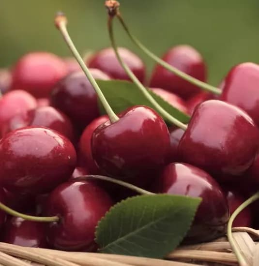 생체리 스위티오 파인애플 대과 3개