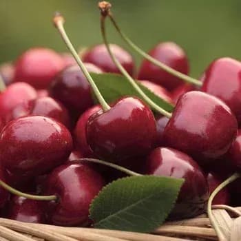 생체리 500g 5,739원 생 블루베리 125g 4팩 10,694원 샤인머스켓 5~6수 8,065