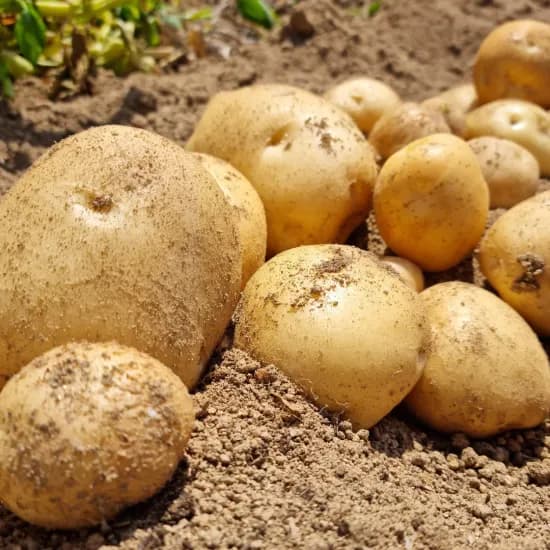 25년 담양 햇감자 5kg