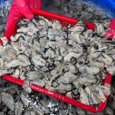 통영 생굴 1kg 10935원 국내가공 손질 오징어 16572원