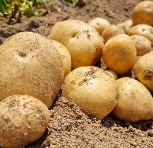 25년 담양 햇감자 3kg