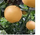 국내산 문평 가정용 나주배 3kg