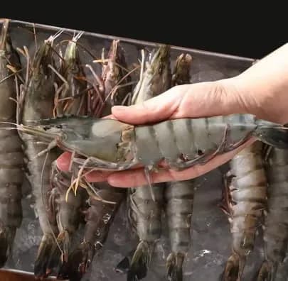 블랙타이거 새우 500g(30미)(6,756원)/얼큰한 동태탕 (증정소스 포함) 820g(7,059원)/무료