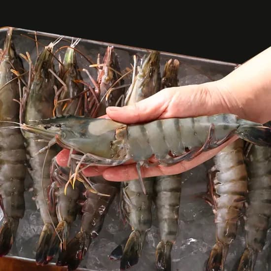 코인딜 캠핑용 블랙타이거 새우 500g(30미)(6,756원/무료)