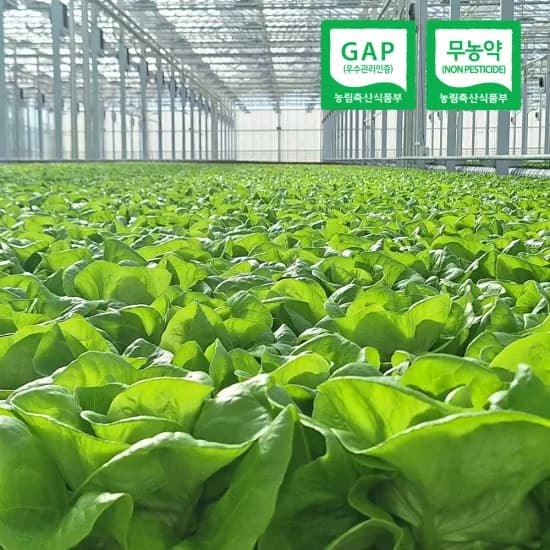 프리미엄 유러피안 샐러드 쌈채소 1kg내외(3-6종랜덤) (6,993원/무료)