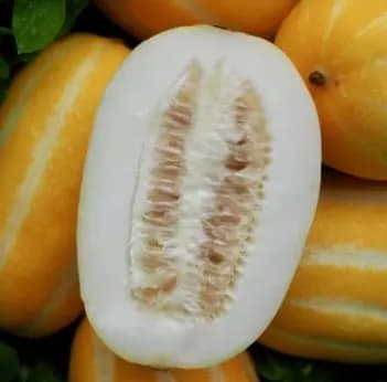 꿀참외 랜덤 외 다양 2kg