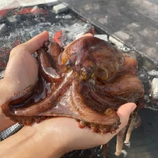 남해 돌문어 1kg 1-3미 2세트