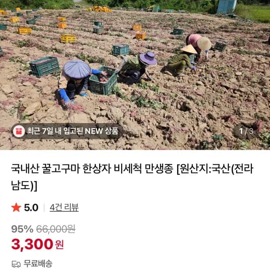 국내산 꿀고구마 900g