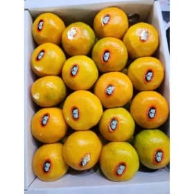 제주산 하우스 귤 2S-S사이즈 5KG