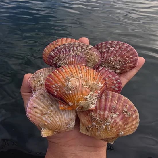통영 제철 홍가리비 3kg (1kg 20미내외)