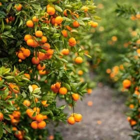 우리들의식탁 제주 조생 감귤 5kg 로얄과 S-M 사이즈