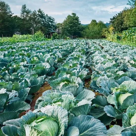 국산 유기농 양배추 2통