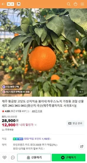 제주 고당도 황금향 3kg