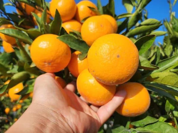 제주 귤 로얄과 10kg