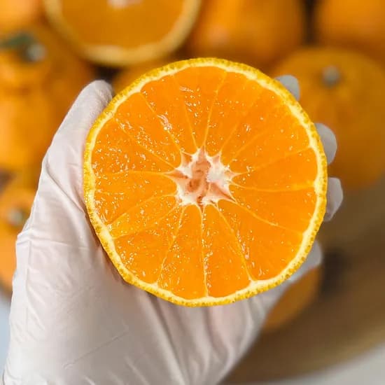 제주 고당도 한라봉 2kg