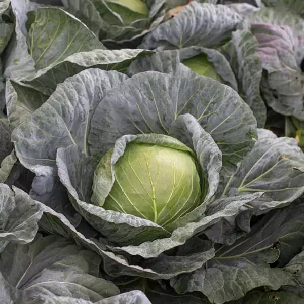 국내산 무안 양배추 5kg 3통