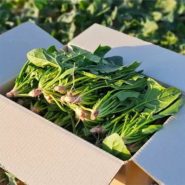 남해 보물초 시금치 1kg