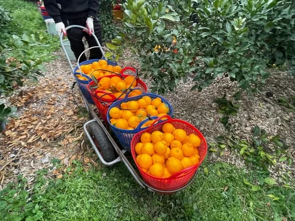 제주산 한라봉 중소과 10kg