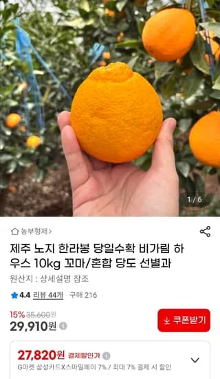 노지 제주 한라봉 10kg 당도선별 당일수확