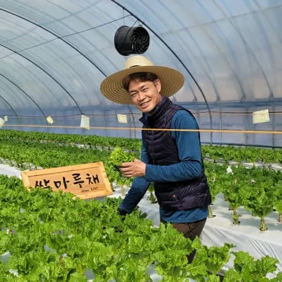 쌈마루채 로메인 청상추 500g 쌈채소 50g