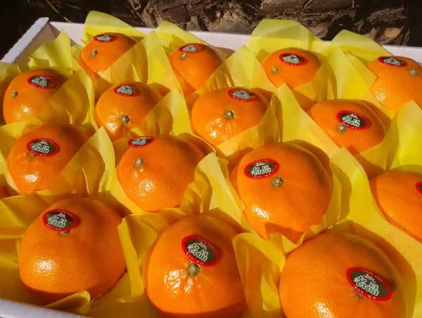 제주 천혜향 제철 고당도 가정용 5kg 16~26과