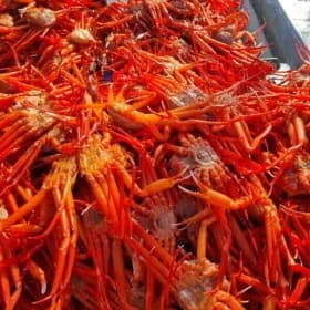 구룡포 후포리 제철 박달홍게 4kg 8-10미