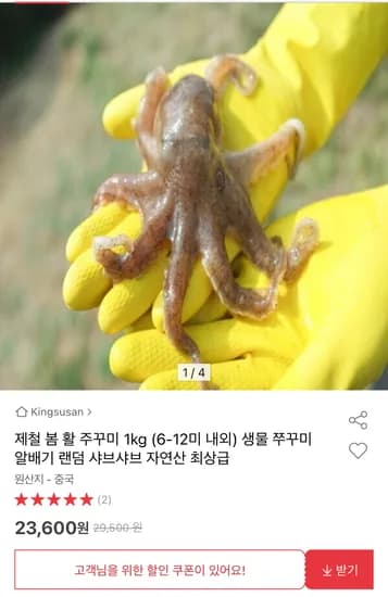 제철 봄 활 주꾸미 1kg 6-12미 내외 (23,600원/무료)