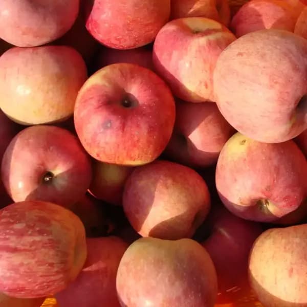 부사 사과 4kg 소과 25~35과 가정용