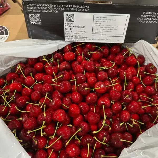 워싱턴 생체리 10R 대과 900g 2팩