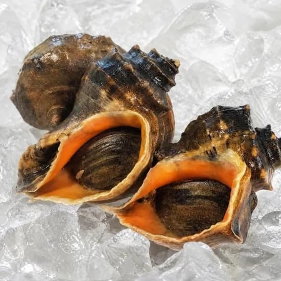 국내산 참소라 대 사이즈 1kg