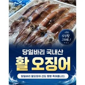 국산 생물 오징어 1kg(6-8미) 특대 당일바리
