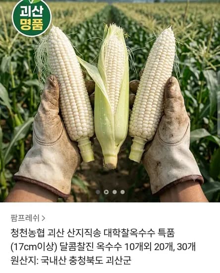 괴산 대학찰옥수수 특품 10개 (14,800원 / 무배)