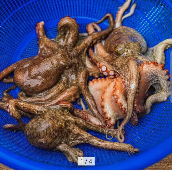 국내산 활 돌문어 당일조업 1kg 1-3미 (16,900원 / 무배)