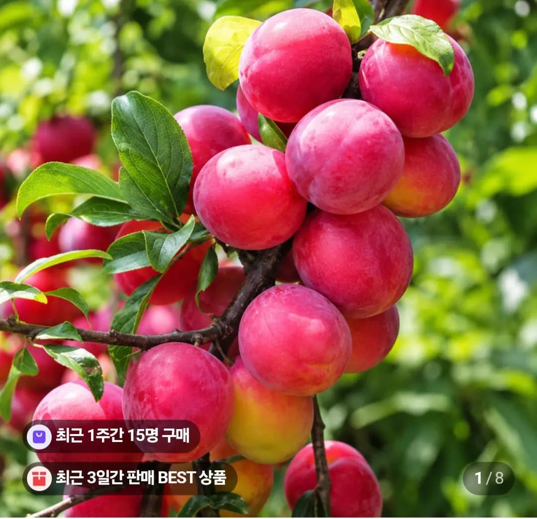 로얄 추희자두 2kg