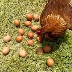 유정란 대란 40구 난각1번