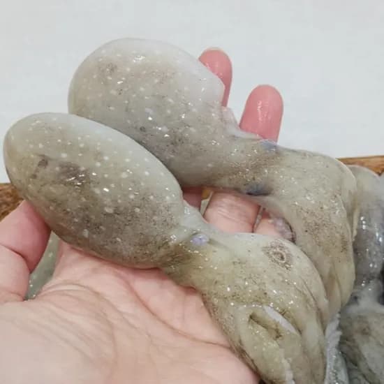 대왕사이즈 활 선동 주꾸미 7-10미 내외 1kg 1개