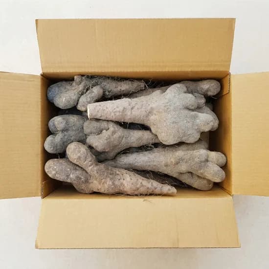 안동참마 못난이 1kg 1개